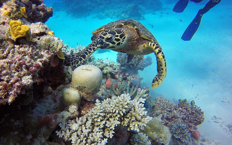 A turtle inspecting coral in the reef