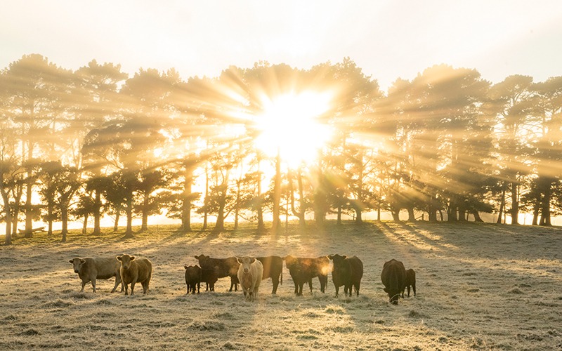 Cows standing in a paddock with trees and the setting sun behind them in Bowral